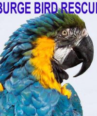 Burge Bird Rescue