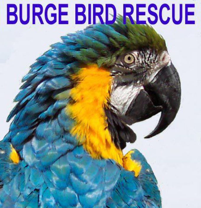 Burge Bird Rescue