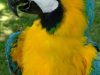 Burge Bird Rescue